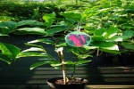 Magnolia purpurowa SUSAN